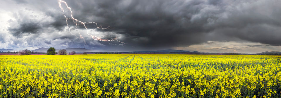 Landschaftsfoto eines Rapsfelds über dem dunkle Wolken mit Blitzen schweben
