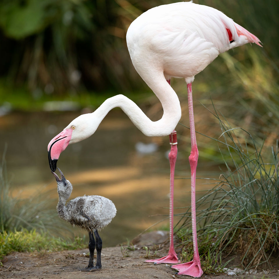 Flamingos im Walter Zoo