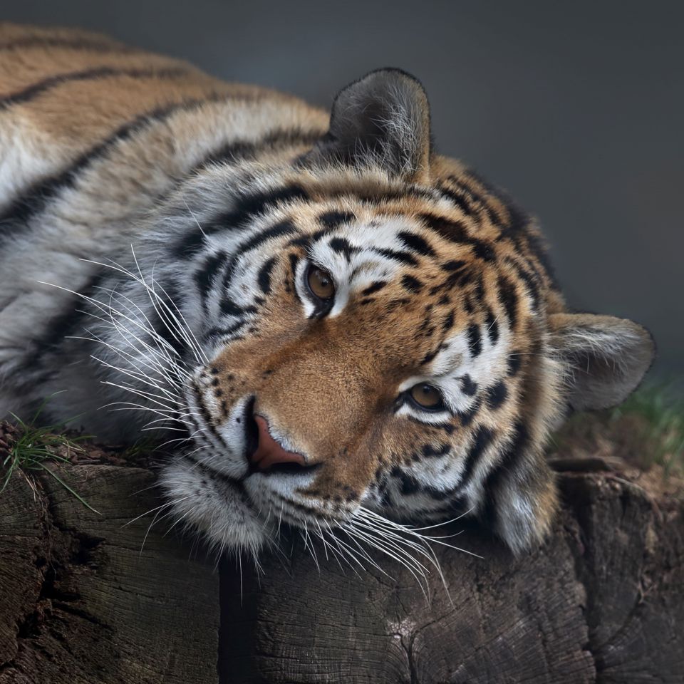 Tiger im Walter Zoo