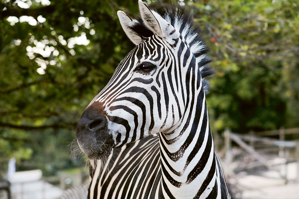 Zebra im Walter Zoo - mit SGKB You zu besonderen Anlässen Abenteuer geschenkt bekommen