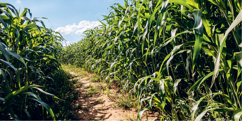 Weg im Maisfeld des Rhintaler Mais-Labyrinths